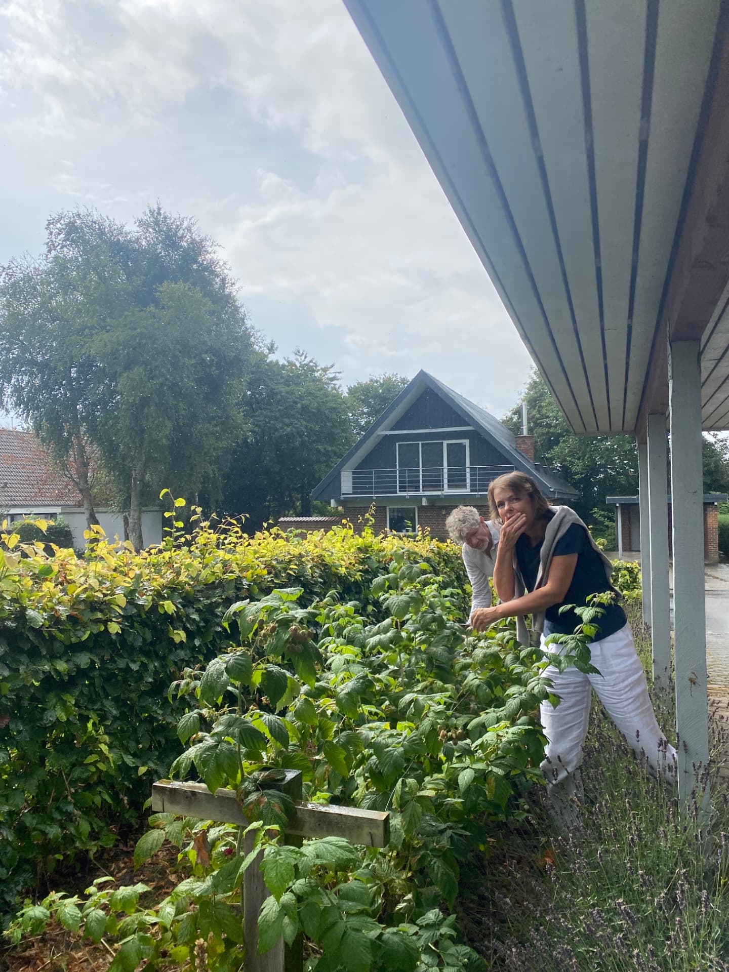 Birgitte og Steen plukker bær i haven